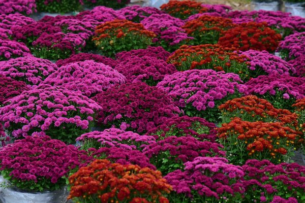 Comment choisir la bonne taille de rideaux pour une fenêtre ?