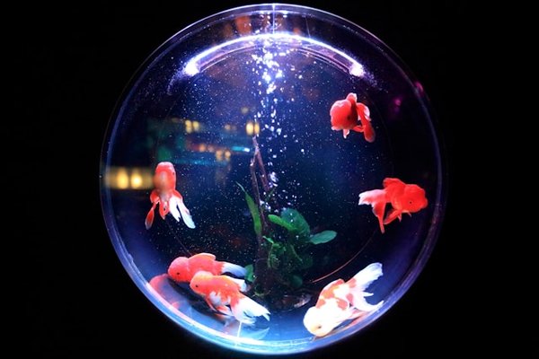 Quelle organisation pour le déménagement d'un aquarium d'eau salée de grande taille?