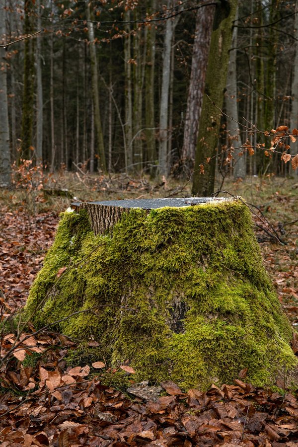 Dessouchage d'arbre : quelle est l'importance de cette intervention ?
